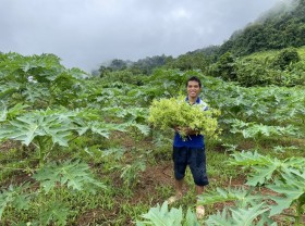Image: Starting a business with a tree that was cut down, 8x Hoa Binh collects tens of millions of dong/per month
