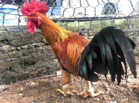 Image: Strangely, chickens were thought only existed in legends, giants competed to buy Tet (Lunar New Year) rewards