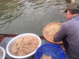 Image: Strangely, insects only live for a few hours, becoming a specialty in Hanoi on the table