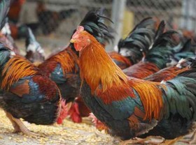 Image: Strangely, the “eunuch” chicken was selected from the egg, the “expensive” price was still not enough for the giants to buy during Tet