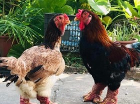 Image: Super expensive, just the legs of this type of chicken are more than 1 million dong