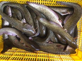 Image: The fierce fish that was criticized for, not many people ate it before, is now a specialty