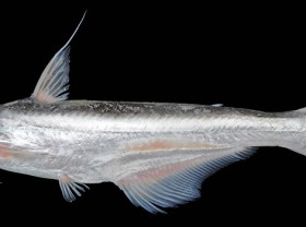 Image: The fish in Vietnam has a scary name before it was cheap, and now it sells at $10/kg as a specialty in the city