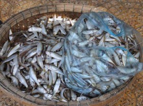 Image: The fish that was once criticized, only fed to pigs, is now made into a famous specialty of a region