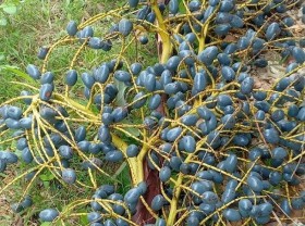 Image: The forest fruit that used to be eaten to fight hunger is now a specialty that sisters compete to buy