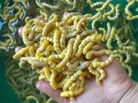 Image: The gruesome-looking specialty is considered a “panacea in the bedroom”, priced at 6 million/kg for the rich to buy