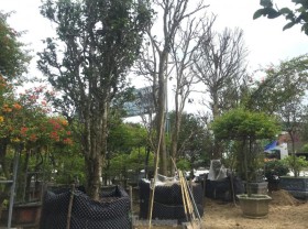 Image: The market owner of ancient tea trees tens of millions of dong to play Tet early