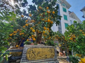 Image: The pomelo tree is more than 50 years old, the customer wants to rent for $3,200, and the owner of the garden has not agreed