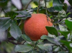 Image: The specialty fruit ‘Tien King’ that was once disgraced, now sells for up to 1 million dong/fruit for Tet display