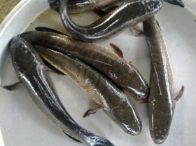 Image: The type of fish from the past is full in the field, dried into a specialty, and priced at $15/kg