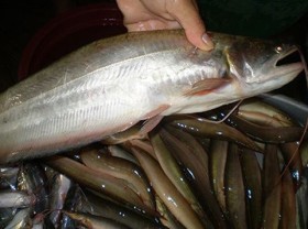 Image: The type of fish that used people no one eats, now it is a specialty that many people love because it is delicious and nutritious, $17/kg