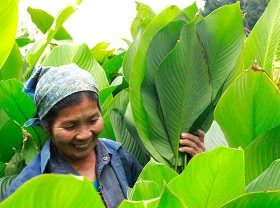 Image: The type of tree that used to grow wild is now grown to have millions of money, when Tet comes, just cut the leaves and sell it