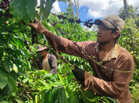 Image: The whole family, the whole village eats the mountains and sleeps in the fields for a month, picking coffee to earn Tet