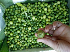 Image: The wild fruit in Vietnam was unknown before, causing a “fever” in recent years.