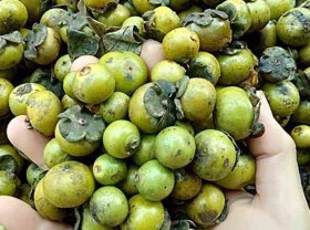 Image: The wild fruit that filled the forest before it fell, now “changes life” into a specialty, no matter how much it is, it’s gone