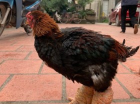 Image: Although it costs up to tens of millions of dong, this type of chicken is always sold out during Tet because rich people buy it.