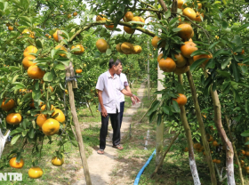 Image: “Breaking into” tangerine orchards earns 50 times more than growing rice