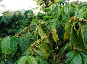 Image: EU draft law seeks to end import of goods linked to deforestation