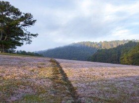 Image: Da Lat pink grass season