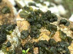 Image: “God-given” specialties grow wild on rocks in Vietnam, in the season when people pick and sell to make millions