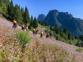 Image: Ha Giang buckwheat triangle – flower color causes ‘nostalgia’