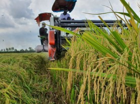 Image: Crowned the World’s Best Rice, and then what?