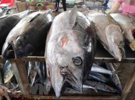 Image: Tuna fish export revenue hits US$1b for first time