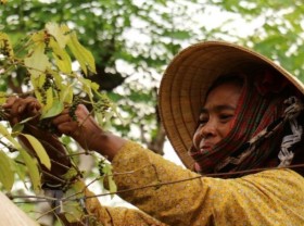 Image: Vietnam remains world’s biggest pepper exporter