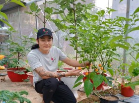 Image: Planting a familiar plant that only sells seeds, 9X Lam Dong has a day to collect 30 million dong