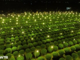 Image: Shining bright chrysanthemum village Tet