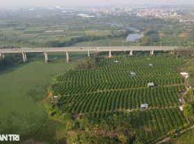 Image: The capital of growing Buddha’s hands on the outskirts of Hanoi is busy in the Tet season