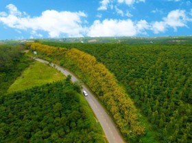 Image: The road to Dalat in the wild sunflower season
