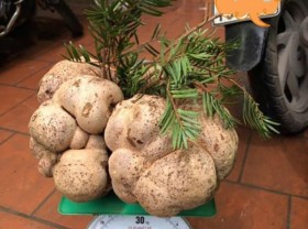 Image: The thing that grows on the top of a tree is like a “panacea” in Vietnam, rich people buy it all year round