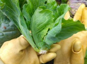 Image: This vegetable was once no one ate, now it’s a specialty with a price of 40,000 VND/kg