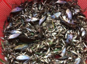 Image: Tiny fish is likened to “heaven’s fortune” before everyone damns it as a specialty, priced at $4/kg