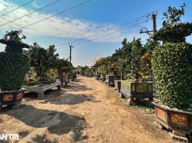 Image: Unique 400-fruit Dien pomelo tree for sale for 8000 USD in Hanoi