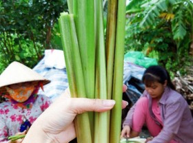 Image: Weeds that fill the field now “make money”, and become a specialty of the people who collect and sell for money