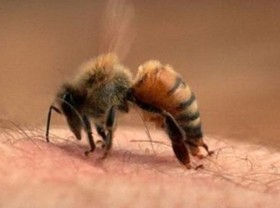 Image: Unexpectedly bee venomous species are a specialty priced at $20 / kg, and people are extremely passionate about it