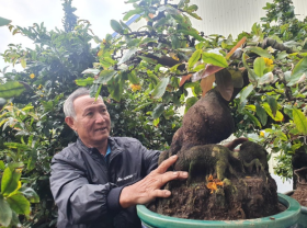 Image: Unique Apricot blossom garden with billions of dongs of artisans of the land of Binh Dinh