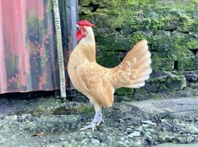 Image: Unique New Year gifts: Lion chicken cost tens of 500 USD