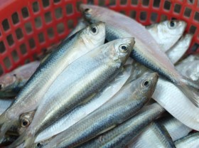 Image: Unique specialty “eat fresh, eat alive”, eat once, remember forever in Phu Quoc