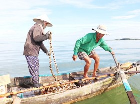 Image: Use seashells to chase the specialty fish of Tri An lake bed