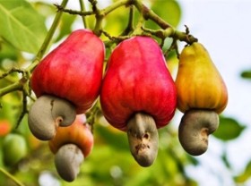 Image: Vietnamese nuts provide the whole world to eat, not as cheap as “gold mines”