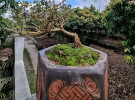 Image: Wild trees that grow full of sugar in Vietnam are now “potted” into bonsai, priced at 500,000 VND/tree