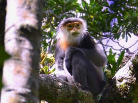 Image: 15 years of protecting douc langurs in Kon Ka Kinh