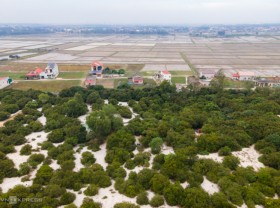 Image: 500-year-old brocade forest in a coastal village
