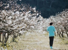 Image: At the beginning of the year, go “hunting flowers to bloom” in the beautiful mountains, full of flowers that make people wait all year to be photographed