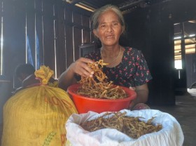 Image: Bamboo shoot season in the highlands