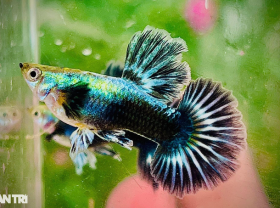 Image: Bank staff spend 5 million to raise colorful fish, and 5 years to become a billionaire