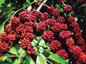 Image: Buon Ma Thuot Coffee Festival slated for March